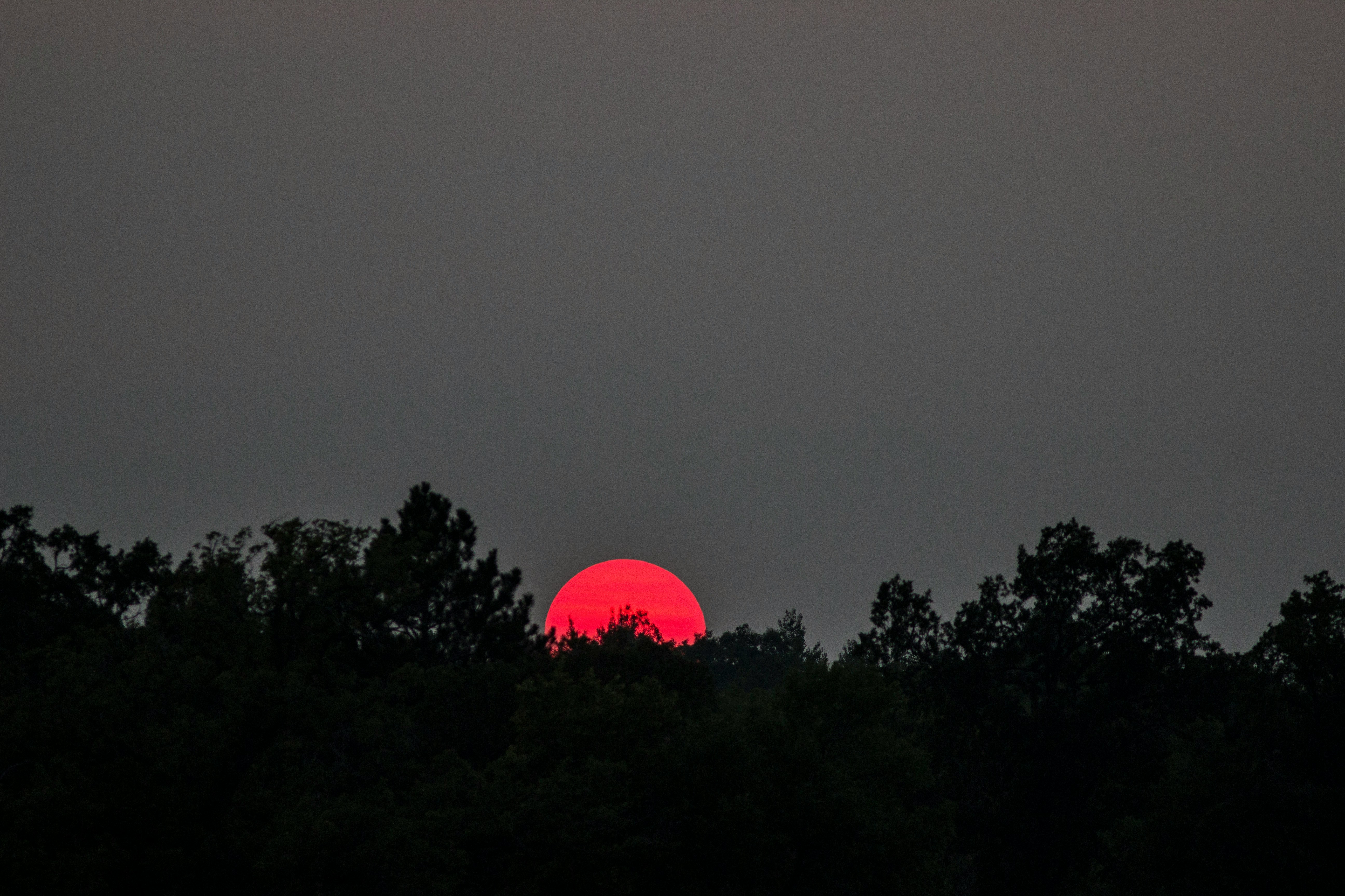 A red sun burning through a treeline