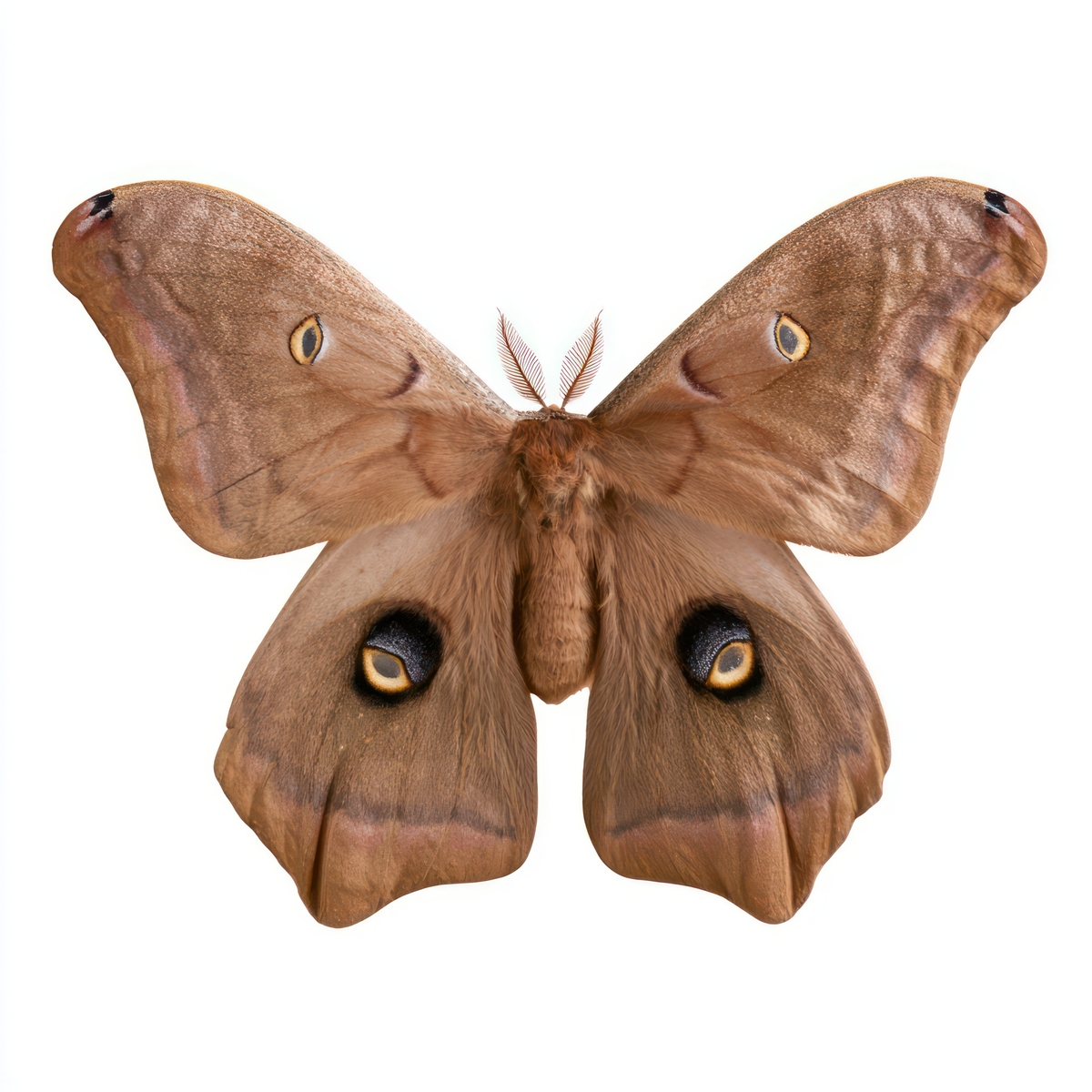 A brown moth, wings spread