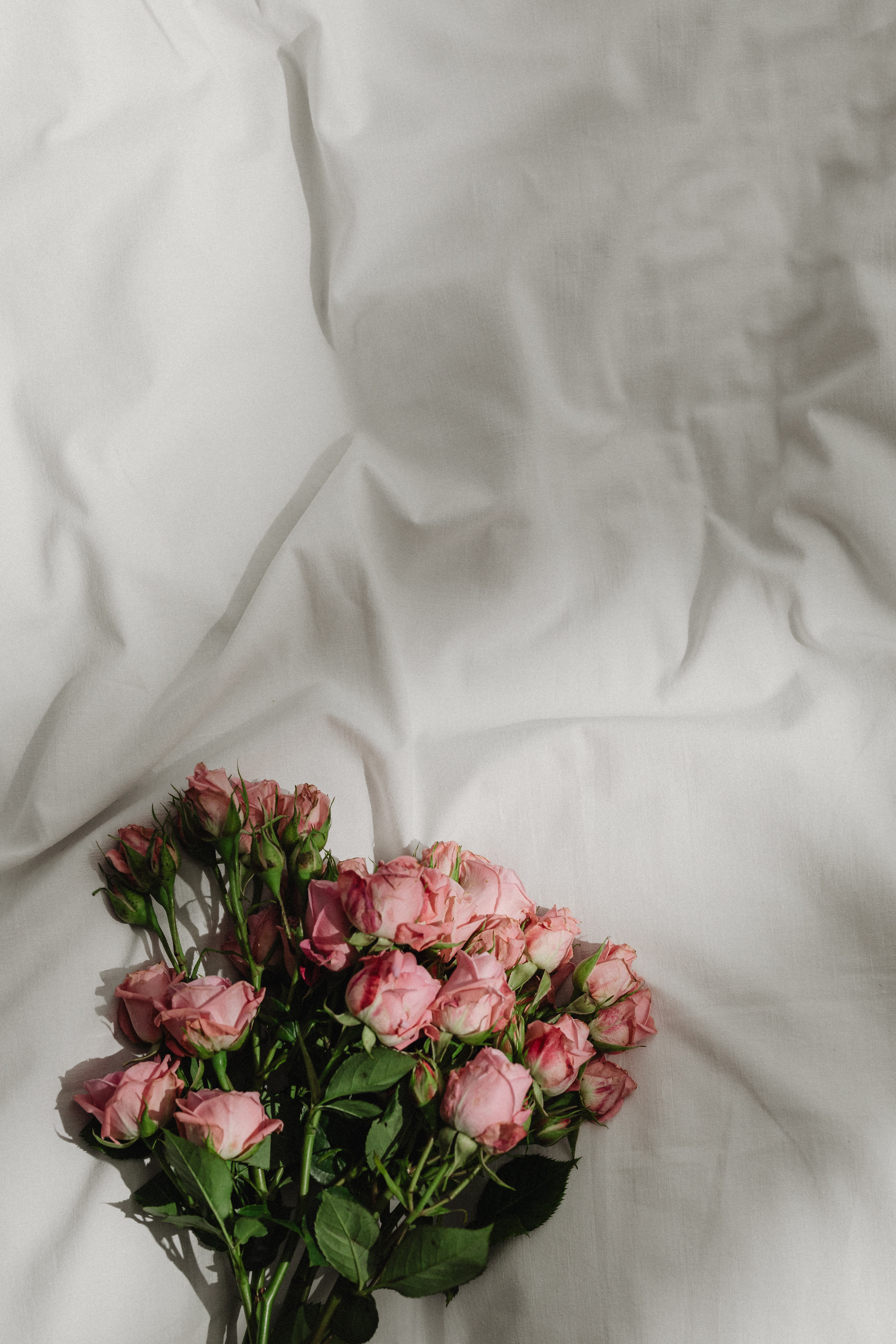 Pink roses scattered on white sheets