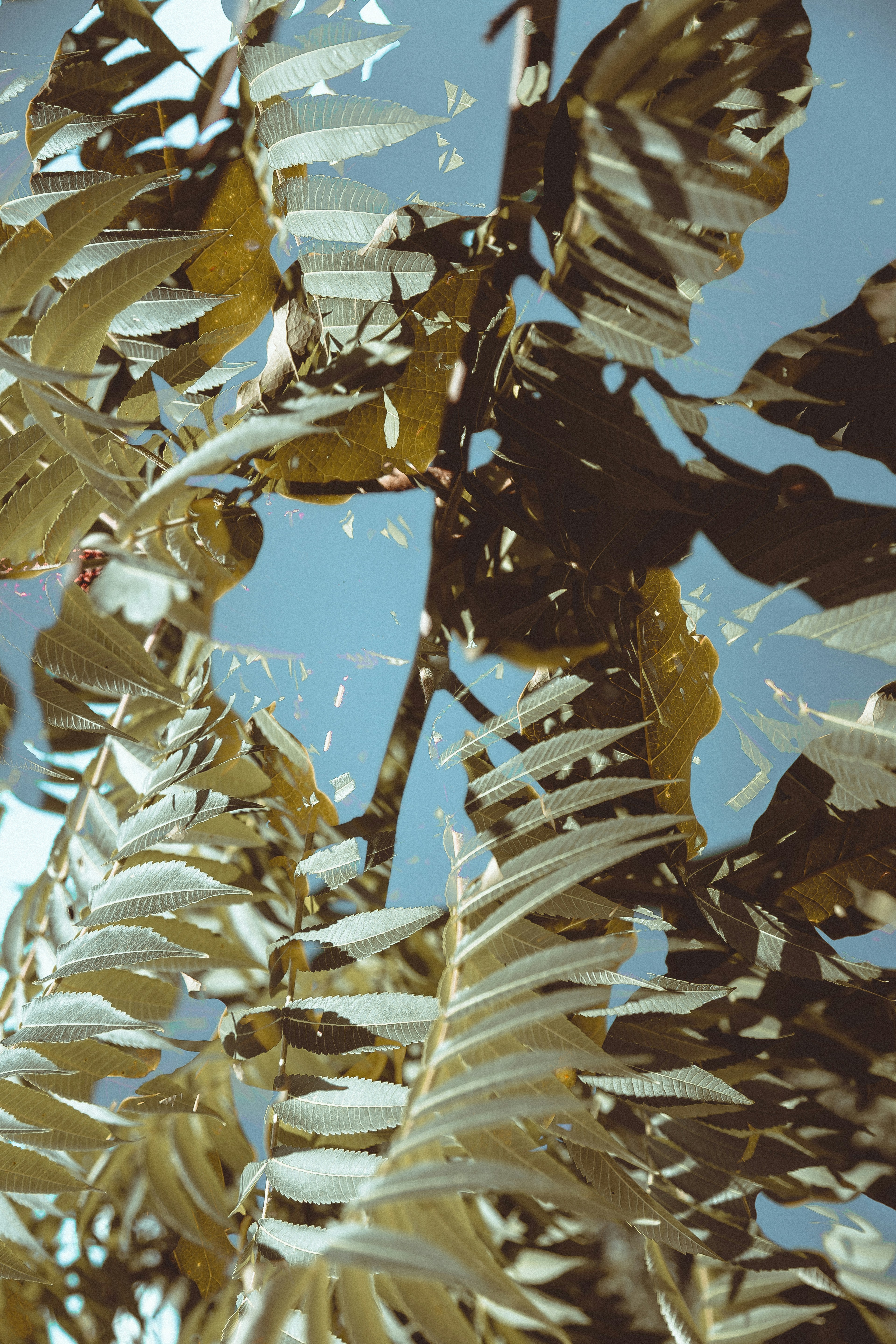 Layered leaves against a pale sky, shot from below
